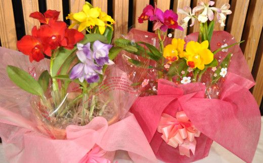 898.ミニ・ミディカトレア3種寄せ植え（A898-1）