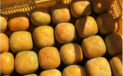 【2026年先行予約】種無し柿 早生刀根柿 2026年9月末頃～10月末頃に順次発送予定（お届け日指定不可）/ 和歌山 柿 かき フルーツ 果物 くだもの 刀根 種無し【kgr003A】