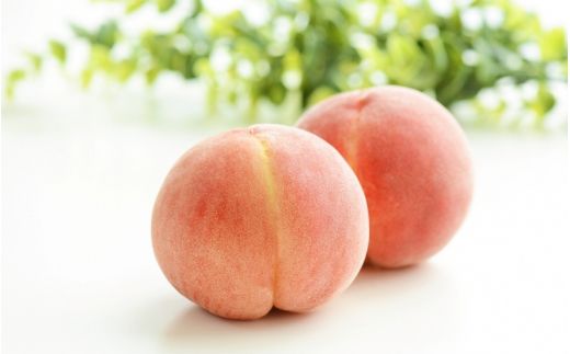 【先行予約】【厳選】あふれる果汁で口いっぱい！ 食べきりサイズ 和歌山県産 桃 3玉 【2026年6月末頃～2026年8月末頃に順次発送予定】（お届け日指定不可）/ 和歌山 桃 モモ フルーツ もも 白桃 果物 くだもの【kgr002】