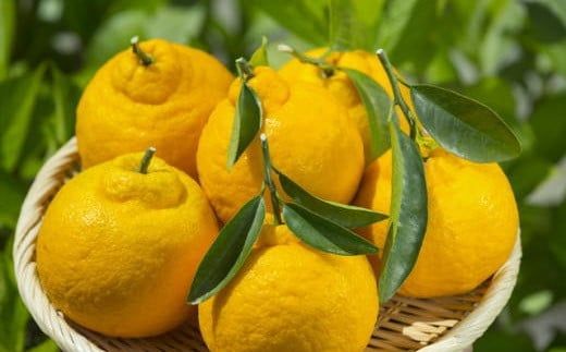 【濃厚】有田の不知火約5kg（18玉～28玉おまかせ） ※2026年2月中旬～2026年4月中旬頃に順次発送予定（日付指定不可）【tec860A】