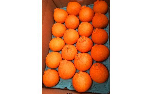 果肉プリプリ♪　完熟紀州デコ(不知火) 約5kg　※2026年2月下旬頃〜2026年3月中旬頃発送【uot707A】