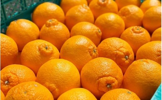 【先行予約】【数量わずか】樹上完熟しらぬい（不知火） 約2kg(6個) 秀品 2026年2月末～2026年4月中頃に順次発送予定（お届け日指定不可）/ 和歌山 みかん しらぬい 【kgr005】