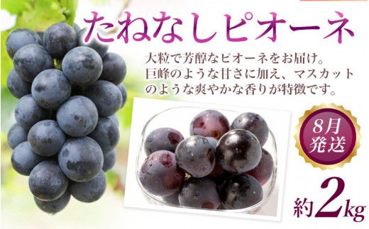 【定期便】夏の人気フルーツ定期便！桃・ピオーネ・極早生みかん（全3回）/ フルーツ 果物 もも モモ ぶどう ブドウ みかん ミカン 柑橘 旬 定期便  【tkb153】