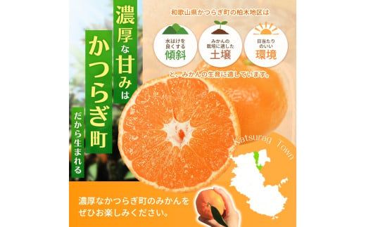 【先行予約】 和歌山県産温州みかん約5kg（約40個～60個）秀品　2026年11月初旬頃から2026年12月中旬頃順次発送予定【kgr032A】