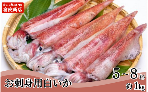 先行予約【兵庫県香住産 白いか 剣先いか お刺身用 新鮮 5～8杯 約1kg 冷凍】令和8年6月下旬以降、順次発送予定 国産 香住 鮮度抜群 急速冷凍 産地直送 刺身 イカ焼き イカフライ 人気 おすすめ 兵庫県 香美町  宿院商店 33-07