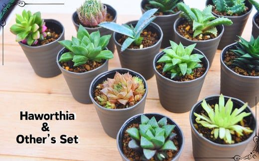 944.人気のハオルチア＆その他の多肉植物詰め合わせ（A944-2）