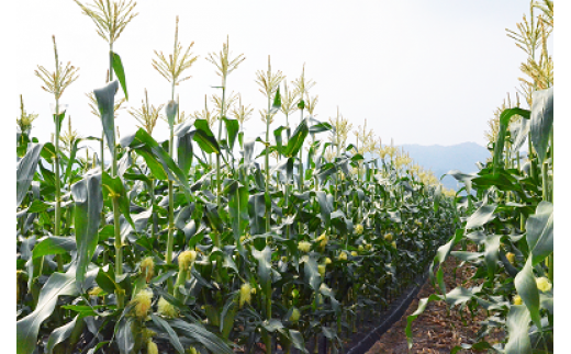【期間限定】≪数量限定≫ 山中さんの朝採れ　スイートコーン