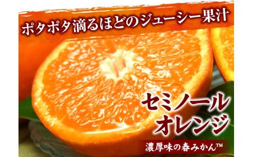 セミノールオレンジ 約5kg/サイズおまかせ　※2025年4月中旬～2025年5月下旬頃に順次発送予定(お届け日指定不可)　紀伊国屋文左衛門本舗　【ntbt481A】