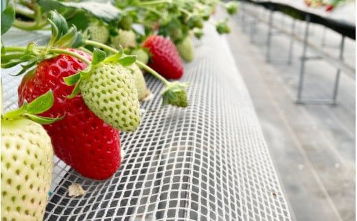 【先行予約】特大まりひめ いちご 朝摘 6個～11個入り×2パック 2026年1月中旬～3月末頃に順次発送予定（お届け日指定不可）/ いちご 苺 まりひめ 【kiy003A】
