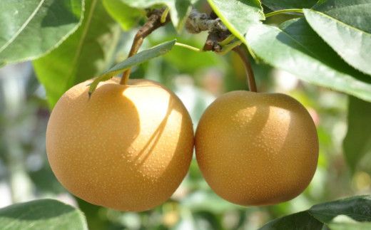 【2027年度発送】和歌山県産の梨約4kg(品種おまかせ)【2027年8月上旬～2027年9月中旬頃に順次発送予定】【tec966C】