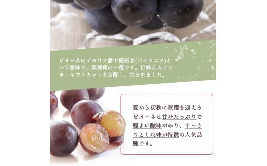 紀州和歌山産 ピオーネ 約2kg ※2026年8月下旬～9月上旬頃に順次発送 ※日付指定不可 ぶどう ブドウ 葡萄 果物 くだもの フルーツ【uot781】