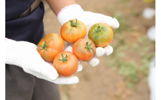 余市まるごと搾り　甘熟トマトジュース　3本セット_Y015-0019