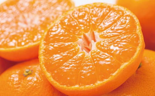 ブランド有田みかん【M】秀品10kg ／産地直送／薄皮で甘い美味しい和歌山県産／紀伊国屋文左衛門本舗　※2025年11月上旬～2026年1月中旬頃に順次発送（お届け日指定不可）【sgtb142C】