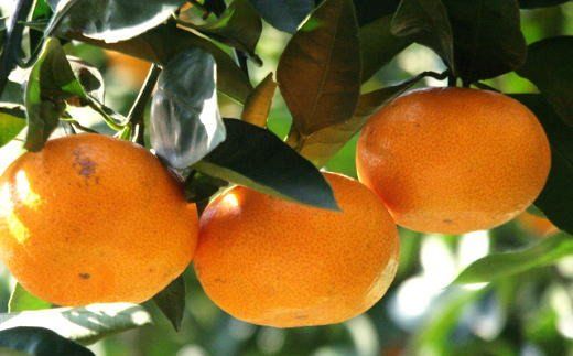 【訳あり・ご家庭用】和歌山由良町産のみかん約10kg（サイズおまかせ）※2025年11月下旬～2025年12月下旬頃に発送予定（お届け日指定不可）【tec878B】