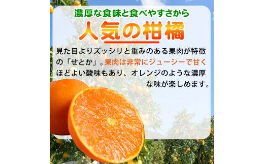 とろける食感 ジューシー柑橘 せとか 約2.5kg みかん 蜜柑 柑橘 オレンジ 果物 フルーツ 国産 和歌山県広川町 ※2026年2月上旬頃～2026年2月下旬頃に順次発送予定【uot789A】