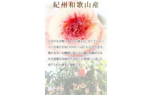 秀品　紀州和歌山産の桃　3玉　化粧箱入　※2026年6月下旬頃〜2026年8月上旬頃順次発送（お届け日指定不可）【uot750】