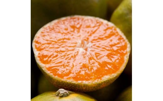 家庭用 有田 みかん サイズ混合(2S～2L) 5kg+250g ※10月発送(極早生) / 温州みかん 有田みかん 訳あり 甘い 光センサー選果 果物 柑橘 和歌山 ※北海道・沖縄・離島への配送不可 【ikd003-cm-5-oct】