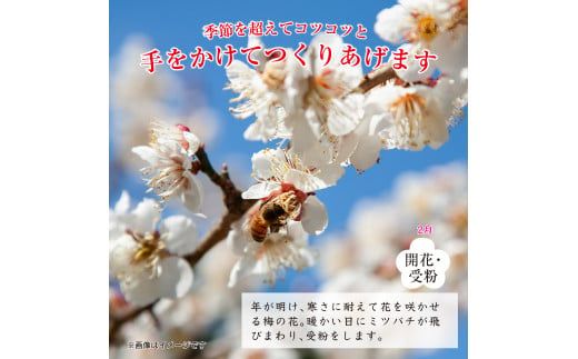 紀州南高梅つぶれ梅 はちみつ漬 400g×4パック (塩分8%) / ウメ 梅 うめ 梅干し 南高梅 紀州南高梅 和歌山 はちみつ梅 つぶれ梅 【azky007A】