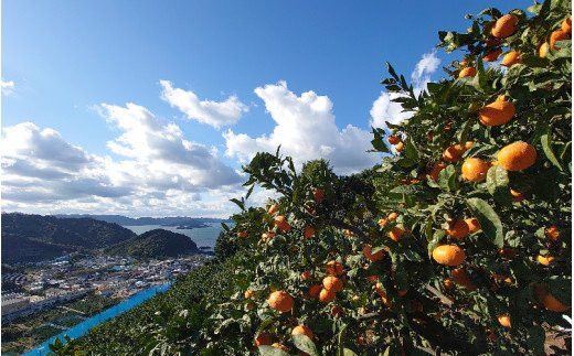 こだわりの和歌山県産 有田みかん ３kg（S～Lサイズ） ひとつひとつ手選別で厳選！生産者から直送 【2024年11月下旬～1月中旬ごろに順次発送予定】【hdm004】