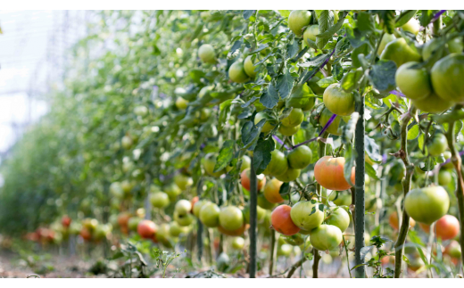 余市産 完熟トマト 100%使用！ まるごと搾り 甘熟トマトジュース 1L × 3本セット 無添加 濃厚な味わい 北海道 100%ピュアジュース 風味豊か 自然な味わい 太陽 大地 真っ赤 完熟 丸ごと搾り_Y015-0032