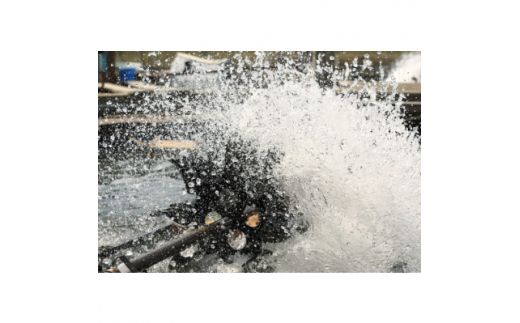 ＜宮城鮎工房＞宮城県加美町産鮎の極み　厳選「はやせ鮎」一夜干し　10枚 [宮城鮎工房 宮城県 加美町 44581308] 