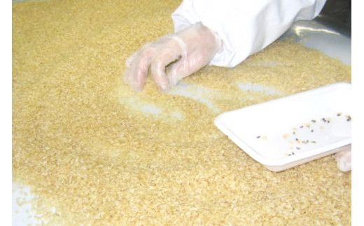 【6回定期便】 簡単に炊ける 宮城県産 ひとめぼれ 発芽玄米 計6kg(1kg×6回) [菅原商店 宮城県 加美町] 米 こめ コメ 玄米 発芽玄米 ご飯 | sg00004-r601-1kg-6