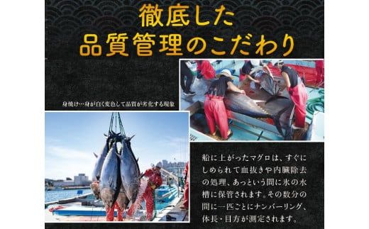 本マグロ（養殖）トロ＆赤身セット 500g 【12月発送】高級 クロマグロ  中トロ 中とろ まぐろ マグロ 鮪 赤身 柵 じゃばらまぐろ 本マグロ 本鮪 【nks110B-12】