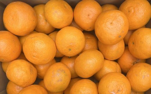 【春みかん】和歌山有田産カラマンダリン約5kg(サイズおまかせ)※2026年4月上旬～2026年5月中旬頃に順次発送【tecj1022】