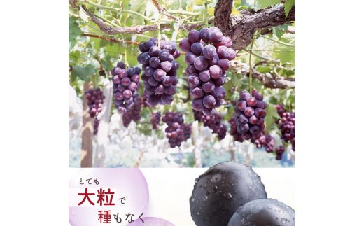 紀州和歌山産 ピオーネ 約2kg ※2025年8月下旬頃～9月上旬頃に順次発送 ※日付指定不可 ぶどう ブドウ 葡萄 果物 くだもの フルーツ【uot781】