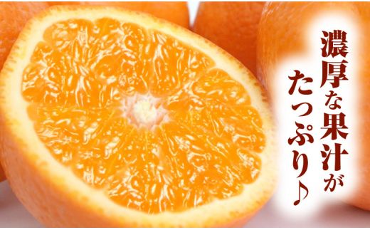 田村産清見オレンジ[約4.5kg]湯浅町田村産春みかん(果実サイズおまかせ)/紀伊国屋文左衛門本舗　※2026年3月中旬～2026年4月下旬頃発送予定【sgtb492A】