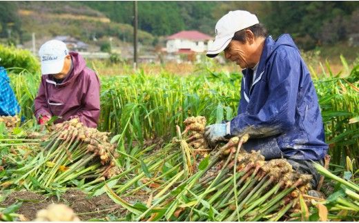 生姜一筋70年の生姜老舗問屋 黄金しょうが2kg - 生姜 生産量日本一 おかず お料理 しょうが 料理 飲み物 Xnb-0004