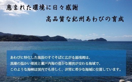 極上！紀州蝦夷鮑×3個　五つ星旅館にも出荷される極上アワビ＜日付指定OK＞【riz103】