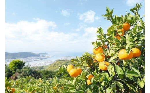 有田みかん「風のしるし」（約10kg）(A241-2)