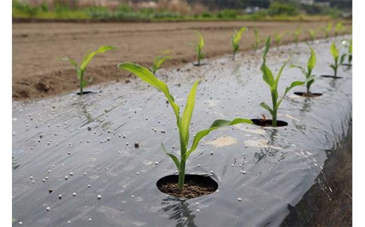 【2026年発送 先行受付】【期間限定】山中さんの朝採れ　スイートコーン