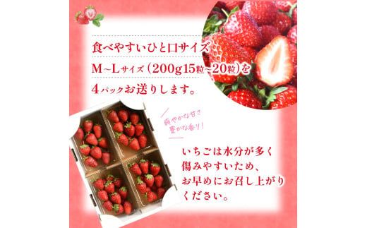 【先行予約】まりひめイチゴ4パック 食べやすいひと口サイズ M～L（15粒～20粒入×4パック）【2026年1月初旬～3月下旬頃に順次発送】（お届け日指定不可）/ いちご 苺 まりひめ 和歌山 フルー