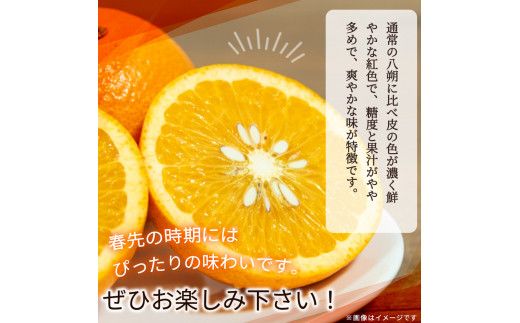 【先行予約】紀州有田産木成り完熟紅八朔８kg ※2025年2月下旬頃～2025年3月下旬頃に順次発送予定（お届け日指定不可）/ みかん 不知火 和歌山 フルーツ 有田【uot795】