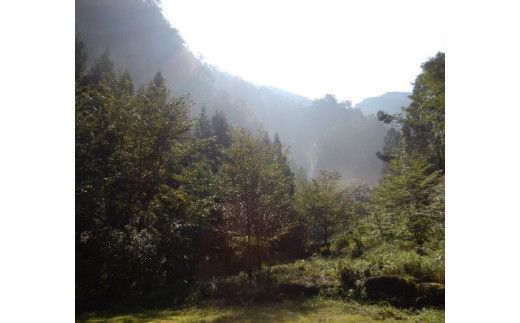 熊野の香り 癒しのバスタイム　 【mfb002】