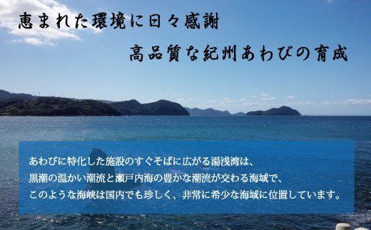 極上！紀州蝦夷鮑×3個　五つ星旅館にも出荷される極上アワビ＜日付指定OK【riz103】