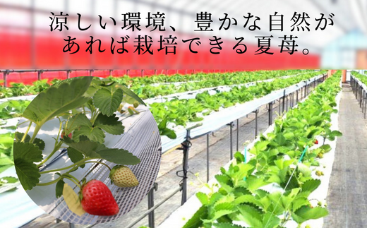 【先行予約】《期間限定》イチゴの最高級品種 ペチカほのか 300g（12～24粒）2パック 【令和8年7月以降発送予定】 香美苺 いちご イチゴ 人気 おすすめ 兵庫県 香美町 村岡 ユースランド 18-06