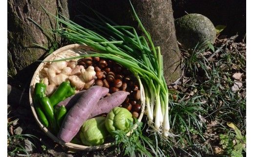 越知産市の季節の野菜セット(年2回発送)　産地直送　旬野菜