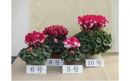 シクラメン 8号鉢（24cm） ますだ農園 【お届け：11月～12月】 花 植物 フラワー F4N-1400