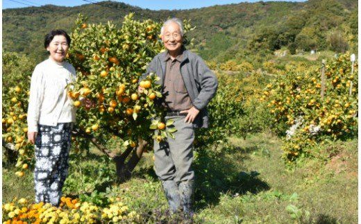 イングリッシュガーデンハウス 山北露地みかん3kg 化粧箱 - 送料無料 化粧箱 みかん ミカン 蜜柑 柑橘 ギフト のし お取り寄せ フルーツ eh-0026