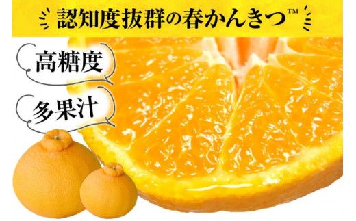 田村産「デコ」不知火[約3kg]湯浅町田村産春みかん(果実サイズおまかせ)/紀伊国屋文左衛門本舗　※2026年2月中旬～2026年3月下旬頃に順次発送予定(お届け日指定不可)【sgtb493A】
