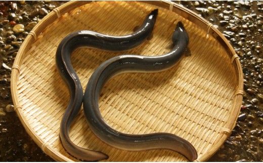 台湾産 きざみうなぎ蒲焼き 10パックセット たれ・山椒付き ss-0052