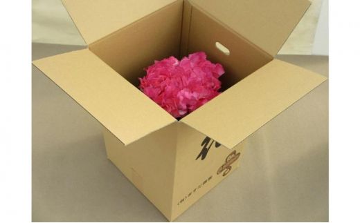 シクラメン6号鉢（18cm） ますだ農園【お届け：11月～12月】 F4N-1399