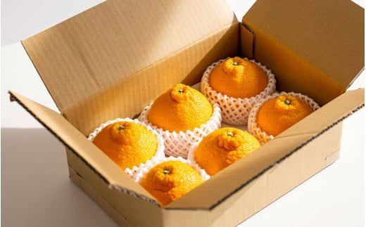 【先行予約】希少な樹上完熟　しらぬい（不知火） 秀品大玉 約2kg(6個) 2026年2月末～2026年4月中旬頃に順次発送予定（お届け日指定不可）/ 和歌山 みかん しらぬい 【kiy001】