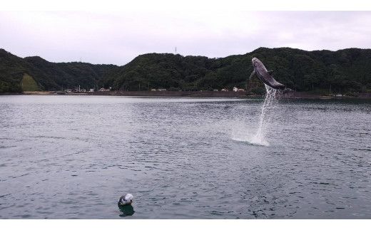 森浦湾カヤック体験（大人）中学生以上　太地フィールドカヤック2時間体験コース / アクティビティ レジャー 体験チケット 観光【tgk106】