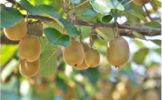 【先行予約】 先行予約！和歌山県産 秀品 キウイフルーツ 大玉15個入 こだわり農家厳選  【2025年12月初旬頃から2026年1月中旬頃順次発送】/ キウイ キウイフルーツ 果物 フルーツ おやつ