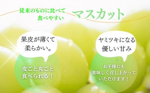 紀州和歌山産 シャインマスカット 約2kg ※2025年8月下旬頃～9月上旬頃に順次発送 ※日付指定不可 ぶどう ブドウ 葡萄 マスカット 果物 くだもの フルーツ 人気 旬の果物【uot798】