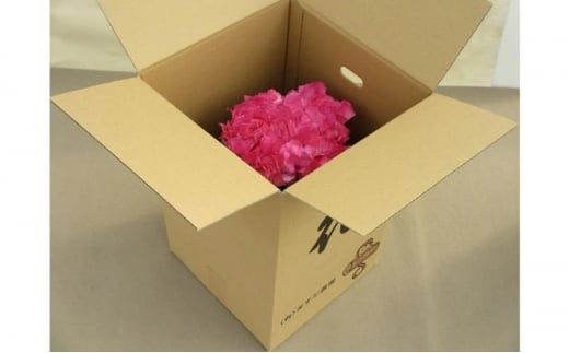 シクラメン 10号鉢（30cm） ますだ農園 【お届け：11月～12月】 花 植物 フラワー F4N-1401